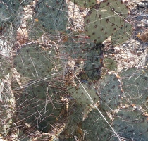 Weird thing hanging in cactus